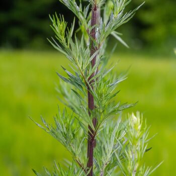 Gemeiner Beifuß (Artemisia vulgaris): Wirkung, Anwendung, Rezepte & Anbau – entdecke das alte Frauenkraut neu für Küche, Heilkunde & Garten.