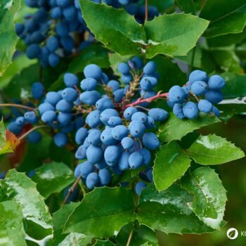 Mahonie – vielseitiger Strauch mit heilender Kraft: Entdecke Anwendung, Wirkung und Rezepte rund um die Wildpflanze mit Berberin.