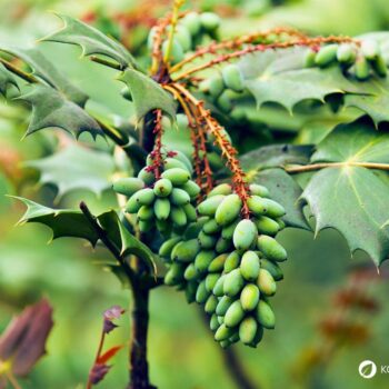 Mahonie – vielseitiger Strauch mit heilender Kraft: Entdecke Anwendung, Wirkung und Rezepte rund um die Wildpflanze mit Berberin.