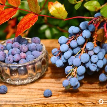 Mahonie – vielseitiger Strauch mit heilender Kraft: Entdecke Anwendung, Wirkung und Rezepte rund um die Wildpflanze mit Berberin.