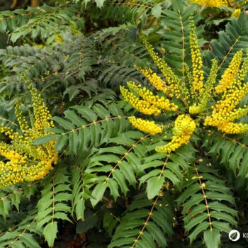 Mahonie – vielseitiger Strauch mit heilender Kraft: Entdecke Anwendung, Wirkung und Rezepte rund um die Wildpflanze mit Berberin.