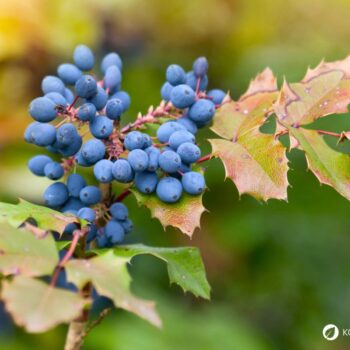 Mahonie – vielseitiger Strauch mit heilender Kraft: Entdecke Anwendung, Wirkung und Rezepte rund um die Wildpflanze mit Berberin.