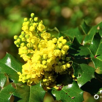 Mahonie – vielseitiger Strauch mit heilender Kraft: Entdecke Anwendung, Wirkung und Rezepte rund um die Wildpflanze mit Berberin.