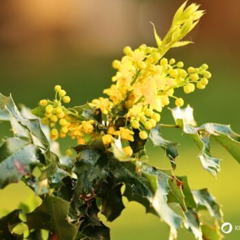 Mahonie – vielseitiger Strauch mit heilender Kraft: Entdecke Anwendung, Wirkung und Rezepte rund um die Wildpflanze mit Berberin.