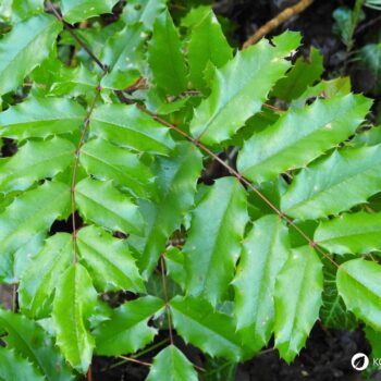 Mahonie – vielseitiger Strauch mit heilender Kraft: Entdecke Anwendung, Wirkung und Rezepte rund um die Wildpflanze mit Berberin.