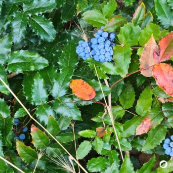 Mahonie – vielseitiger Strauch mit heilender Kraft: Entdecke Anwendung, Wirkung und Rezepte rund um die Wildpflanze mit Berberin.
