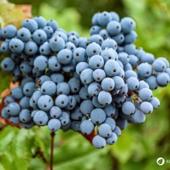 Mahonie – vielseitiger Strauch mit heilender Kraft: Entdecke Anwendung, Wirkung und Rezepte rund um die Wildpflanze mit Berberin.