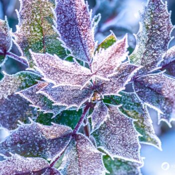 Mahonie – vielseitiger Strauch mit heilender Kraft: Entdecke Anwendung, Wirkung und Rezepte rund um die Wildpflanze mit Berberin.