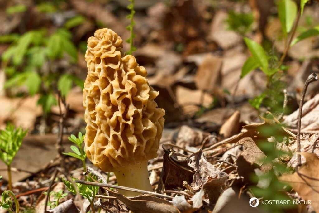 Speisemorchel (Morchella esculenta)