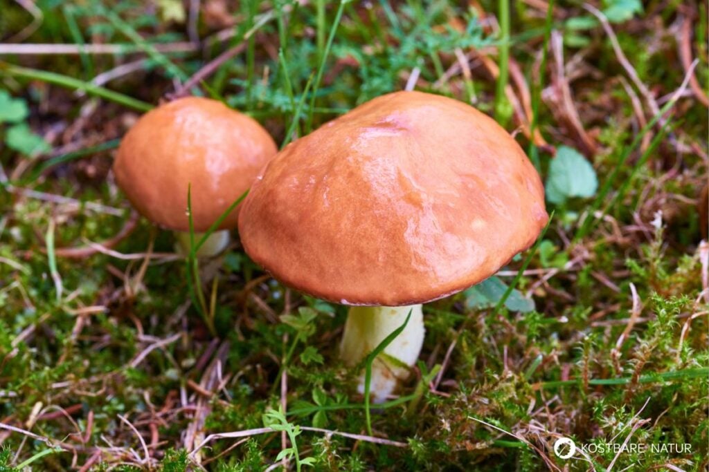 Butterpilz (Suillus luteus)