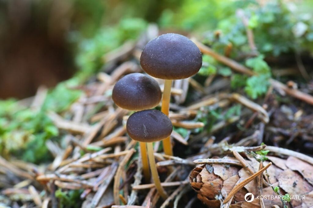 Fichtenzapfenrübling (Strobilurus esculentus)