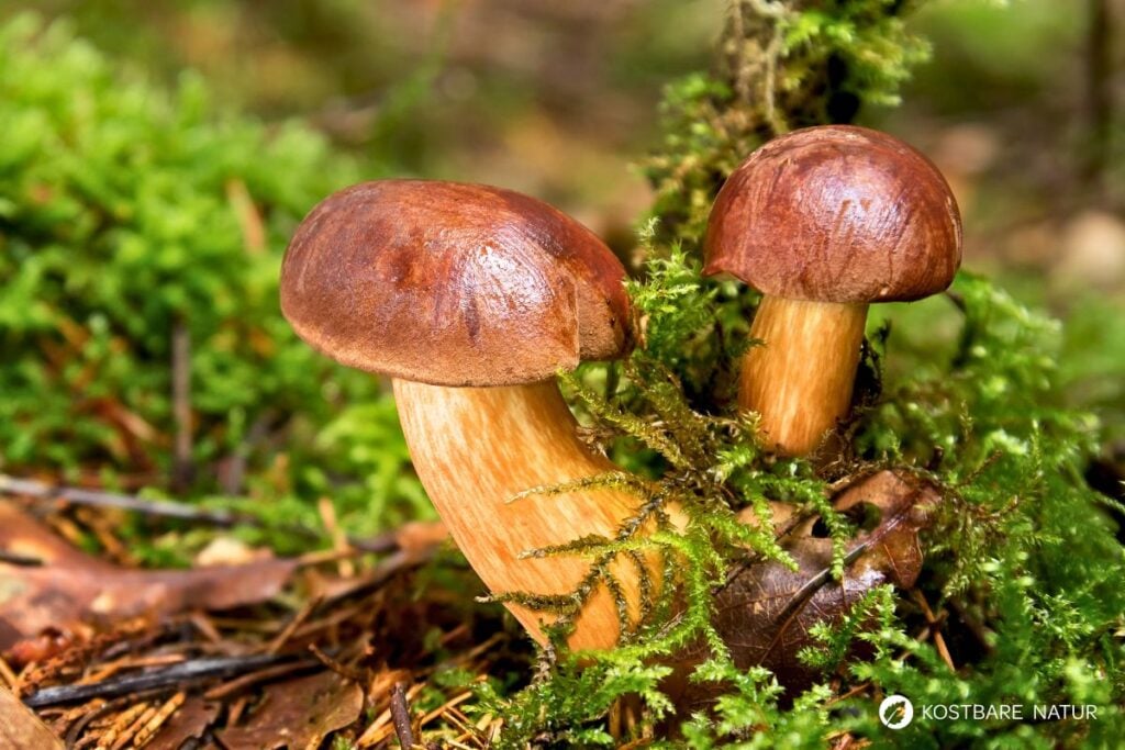 Maronen-Röhrling (Xerocomus badius)