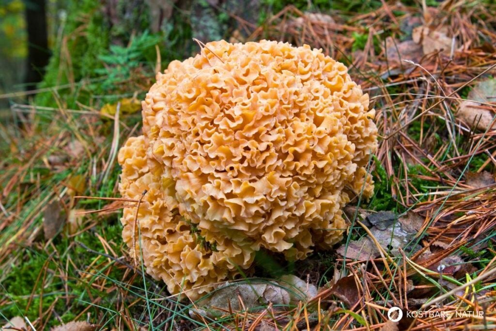 Krause Glucke (Sparassis crispa)