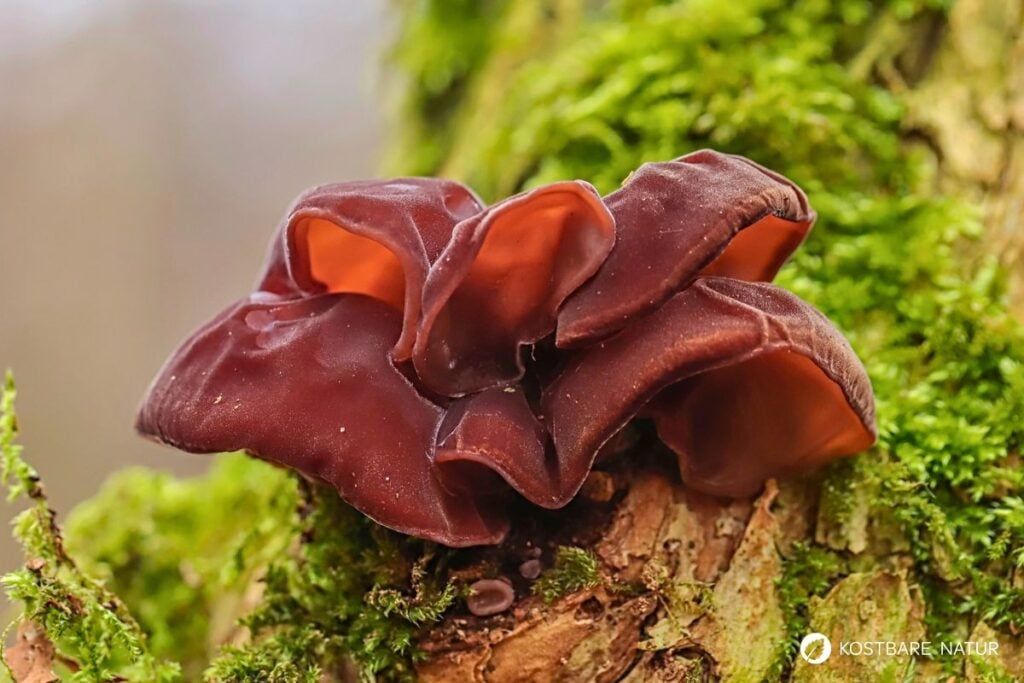 Judasohr (Auricularia auricula-judae)