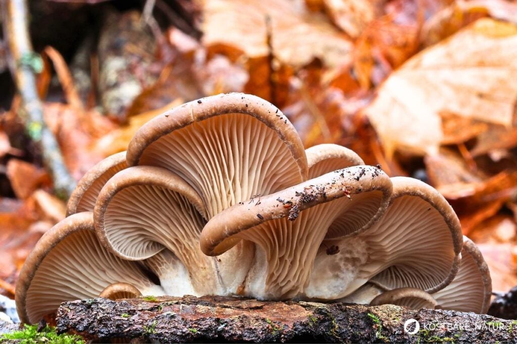 Austernpilz (Pleurotus ostreatus)