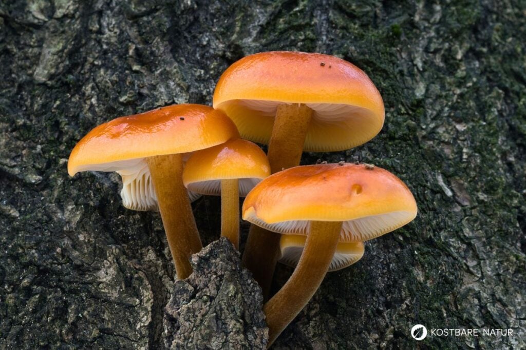 Samtfußrübling (Flammulina velutipe)
