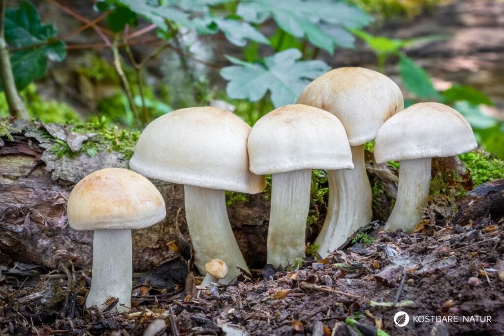 Maipilz (Calocybe gambosa)