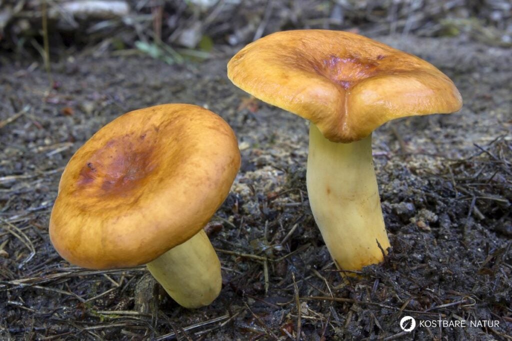 Brätling (Lactarius volemus)