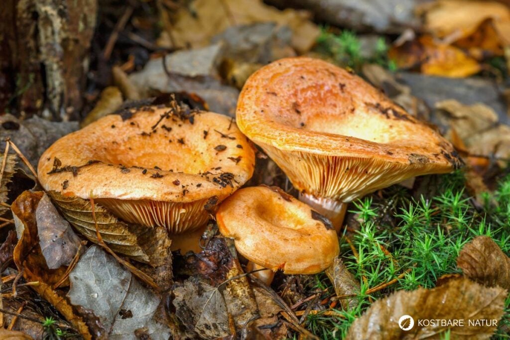 Edel-Reizker (Lactarius deliciosus)