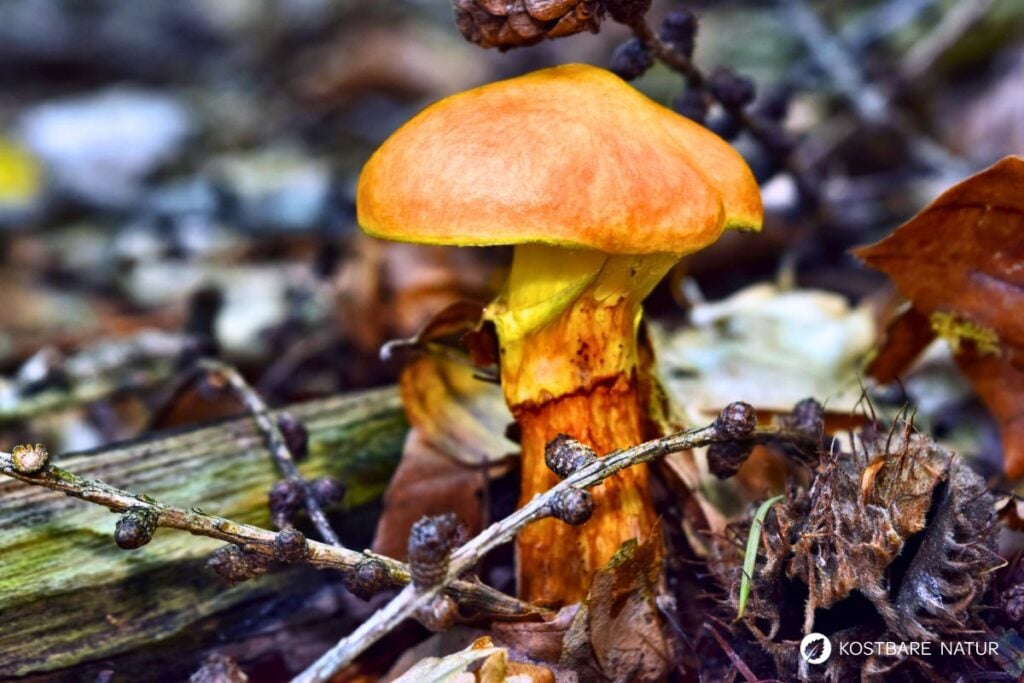 Goldröhrling (Suillus grevillei)
