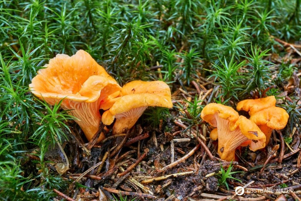 Echter Pfifferling oder Eierschwammerl (Cantharellus cibarius)