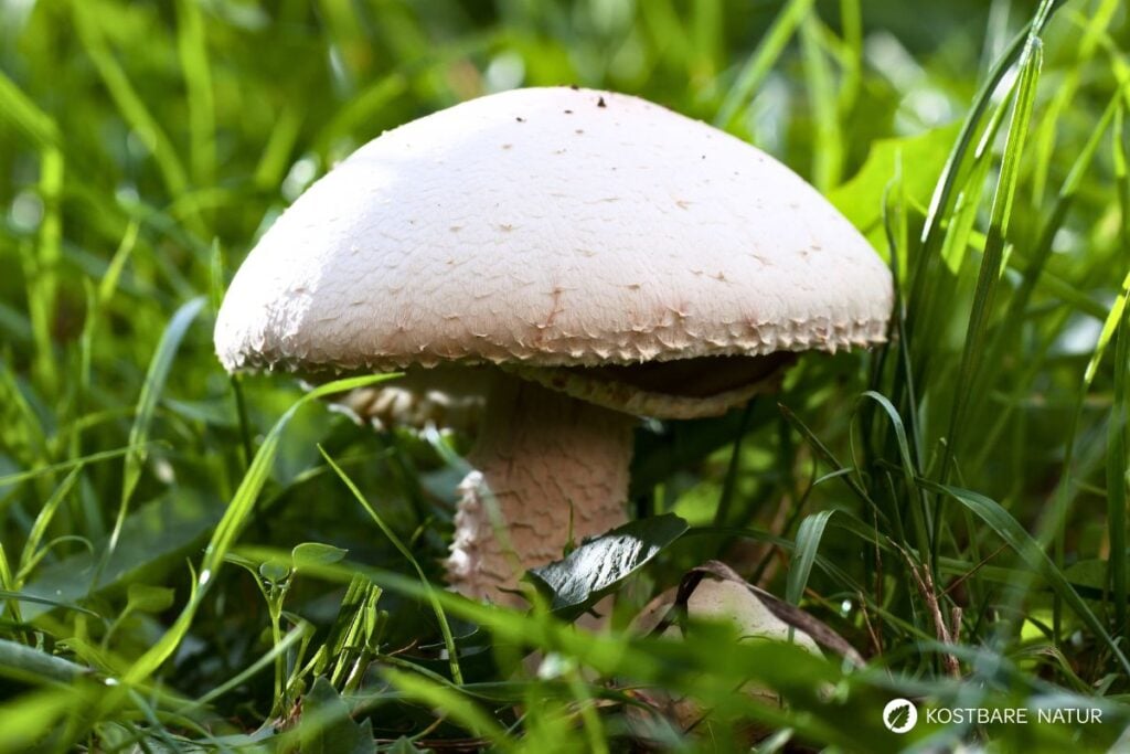 Wiesenchampignon (Agaricus campestris)