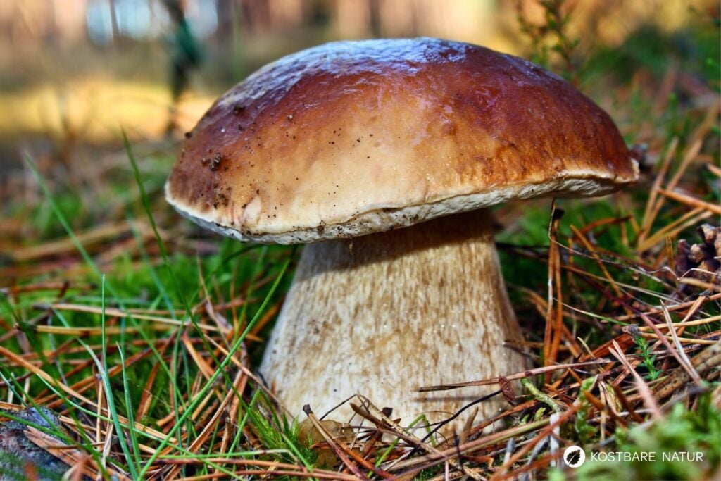 Steinpilz (Boletus edulis)