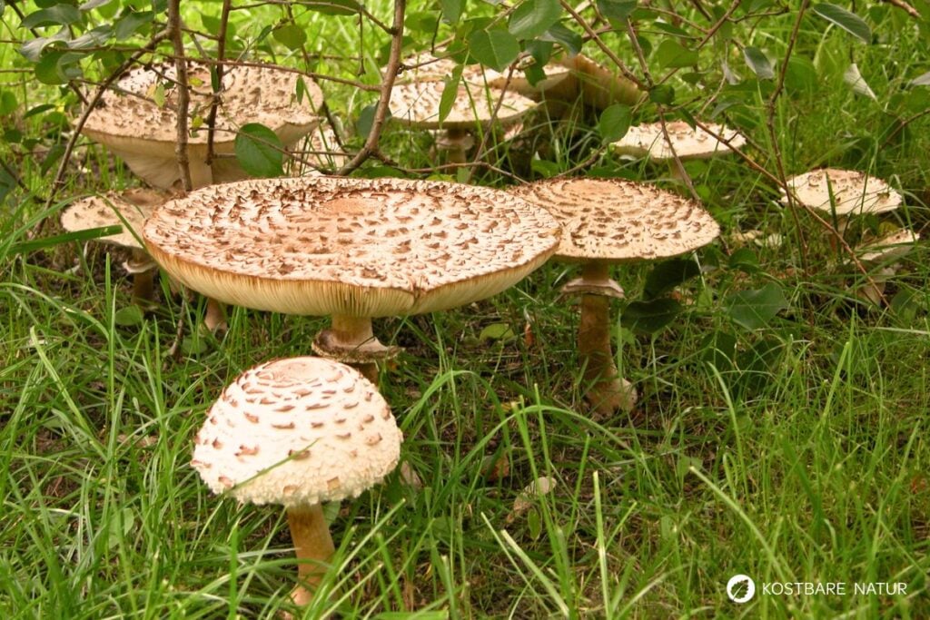 Parasol (Macrolepiota procera)
