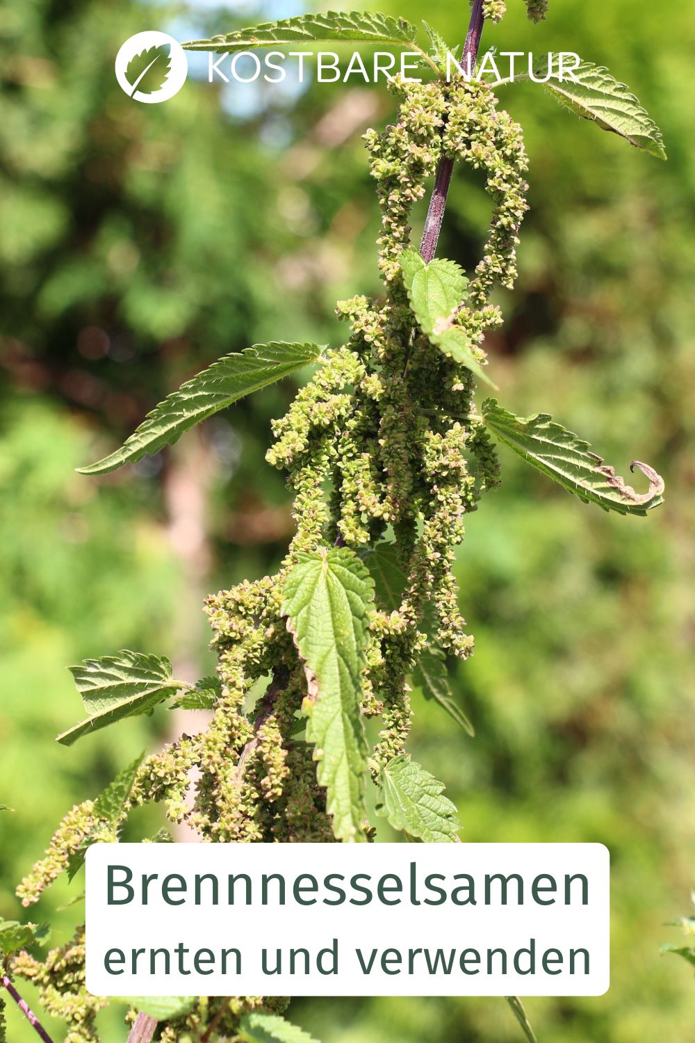 Brennnesselsamen liefern wertvolle Mineralstoffe und Eiweiß, haben zahlreich heilsame Eigenschaften und lassen sich vielseitig nutzen.
