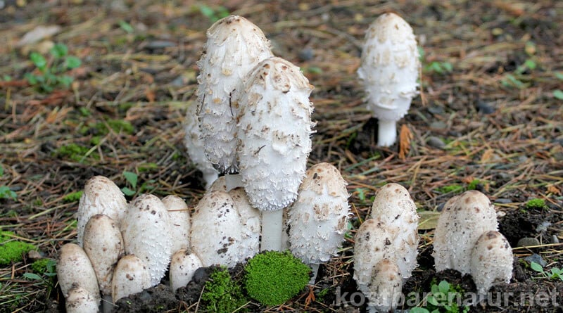 Der Schopftintling macht seinem Namen als schwarz zerfließender Pilz alle Ehre. Dabei verfügt der Pilz über vielfältige kulinarische und heilende Eigenschaften.