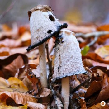 Der Schopftintling ist ein schwarz zerfließender Pilz. Dabei verfügt er über vielfältige kulinarische und heilende Eigenschaften.