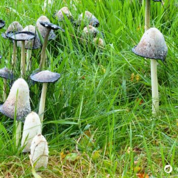 Der Schopftintling ist ein schwarz zerfließender Pilz. Dabei verfügt er über vielfältige kulinarische und heilende Eigenschaften.