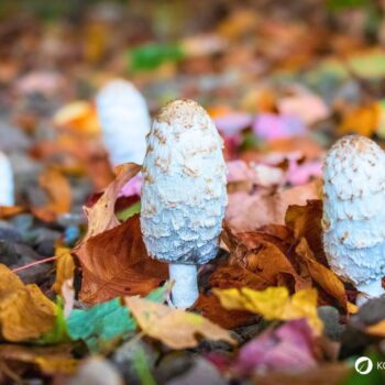 Der Schopftintling ist ein schwarz zerfließender Pilz. Dabei verfügt er über vielfältige kulinarische und heilende Eigenschaften.