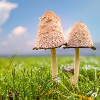 Der Schopftintling ist ein schwarz zerfließender Pilz. Dabei verfügt er über vielfältige kulinarische und heilende Eigenschaften.