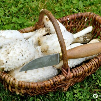 Der Schopftintling ist ein schwarz zerfließender Pilz. Dabei verfügt er über vielfältige kulinarische und heilende Eigenschaften.