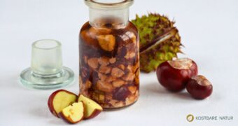 Kastanien liegen im Herbst fast überall herum. Lass sie aber nicht liegen, sondern nutze sie für deine Gesundheit, z.B. als Kastanientinktur!