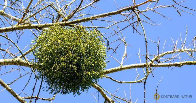 Weißbeerige Mistel: heimischer Halbparasiten‑Strauch mit heilenden Traditionen: Wirkung, Risiken, Erkennung und Bedeutung.