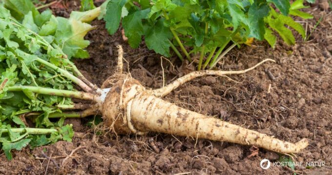 Die Pastinake ist ein altes Wintergemüse mit süßlich nussigem Geschmack und heilenden Inhaltsstoffen. Erfahre mehr über das alte Gemüse.