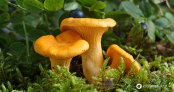 Pfifferlinge sind zwischen Juni und November sehr einfach zu sammeln. Sie geben Saucen ein unverwechselbares Aroma und schmecken köstlich als Beilage.