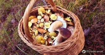 Du willst Pilze sammeln? Mit diesen Tipps bist du bestens vorbereitet. Für einen schönen Tag in der Natur und köstliche Pilzgerichte!
