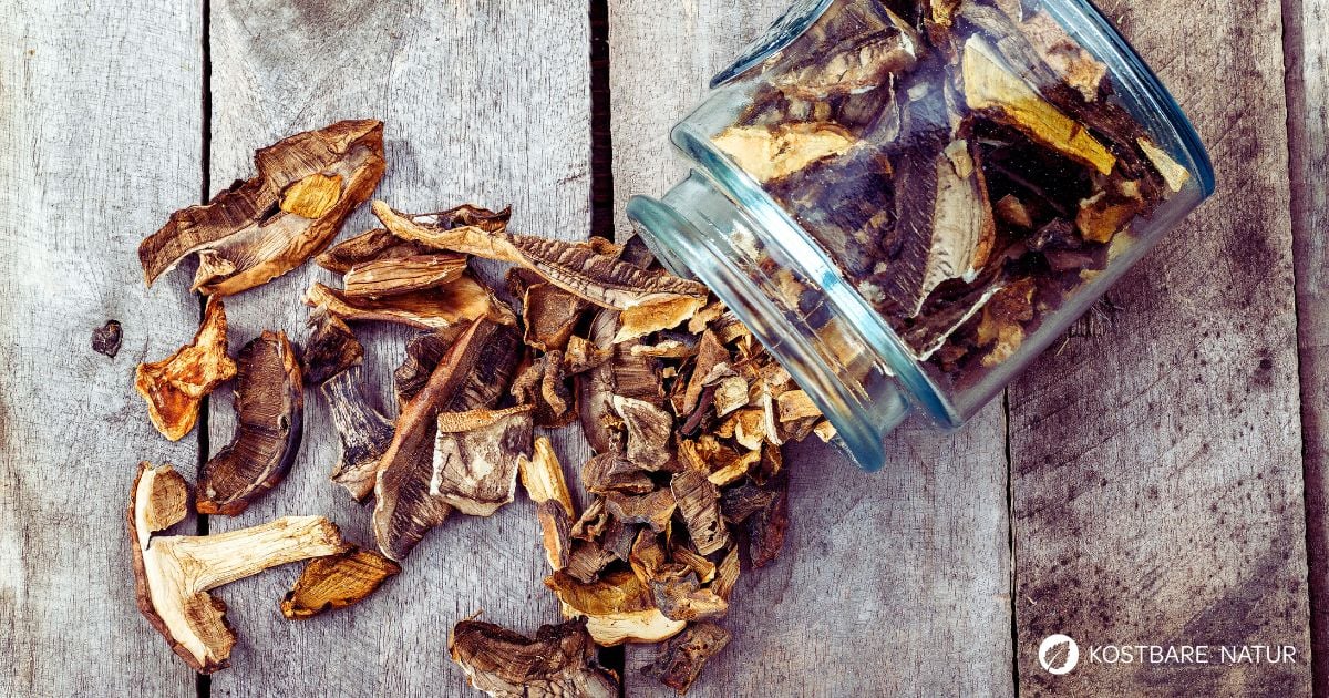 Pilze trocknen, ist eine wunderbare Methode, selbst gesammelte Waldpilz-Schätze haltbar zu machen. Wie einfach das geht, erfährst du hier.