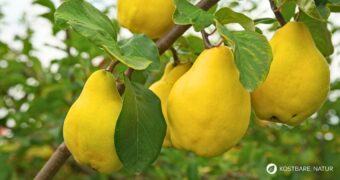 Nutze die vielseitige Quitte für Quittenbrot, Saft, bei Erkältungen und sogar als natürlichen Haarfestiger!