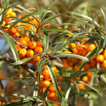 Sanddorn ist eine der gesündesten Pflanzen – seine Beeren sind wahre Vitamin-C-Spender. Erfahre, wie du ihn zur Ernährung und Heilung nutzt!