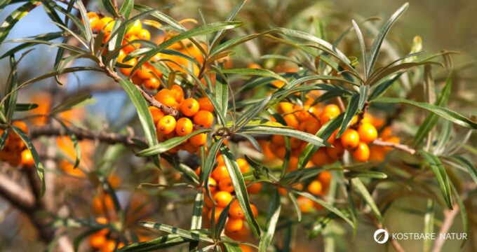 Sanddorn ist eine der gesündesten Pflanzen – seine Beeren sind wahre Vitamin-C-Spender. Erfahre, wie du ihn zur Ernährung und Heilung nutzt!