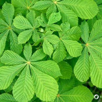 Rosskastanienblätter