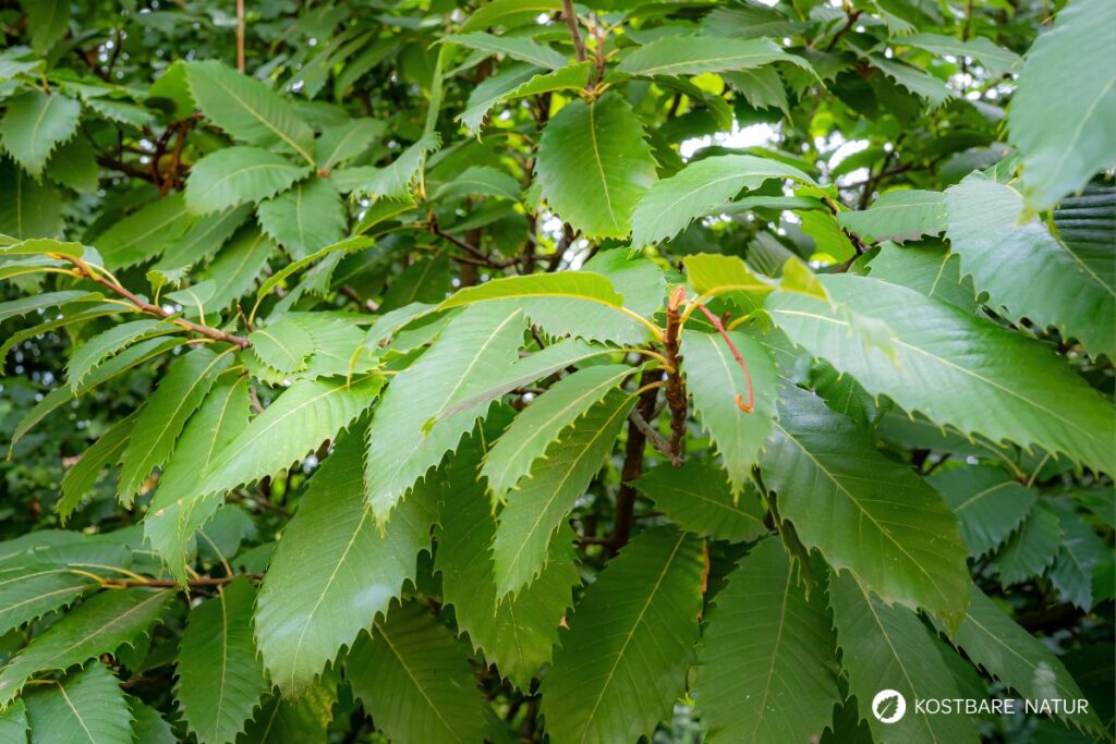 Edelkastanienblätter