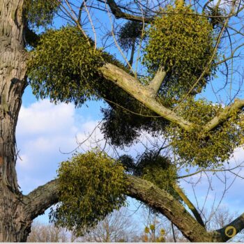 Weißbeerige Mistel: heimischer Halbparasiten‑Strauch mit heilenden Traditionen: Wirkung, Risiken, Erkennung und Bedeutung.