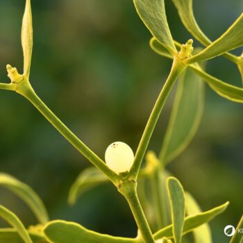 Weißbeerige Mistel: heimischer Halbparasiten‑Strauch mit heilenden Traditionen: Wirkung, Risiken, Erkennung und Bedeutung.
