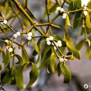 Weißbeerige Mistel: heimischer Halbparasiten‑Strauch mit heilenden Traditionen: Wirkung, Risiken, Erkennung und Bedeutung.