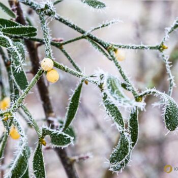 Weißbeerige Mistel: heimischer Halbparasiten‑Strauch mit heilenden Traditionen: Wirkung, Risiken, Erkennung und Bedeutung.